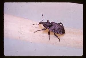uploads/images/pest/carrot weevil.jpg